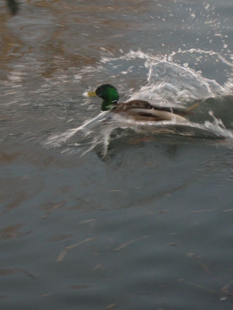 Landende Ente