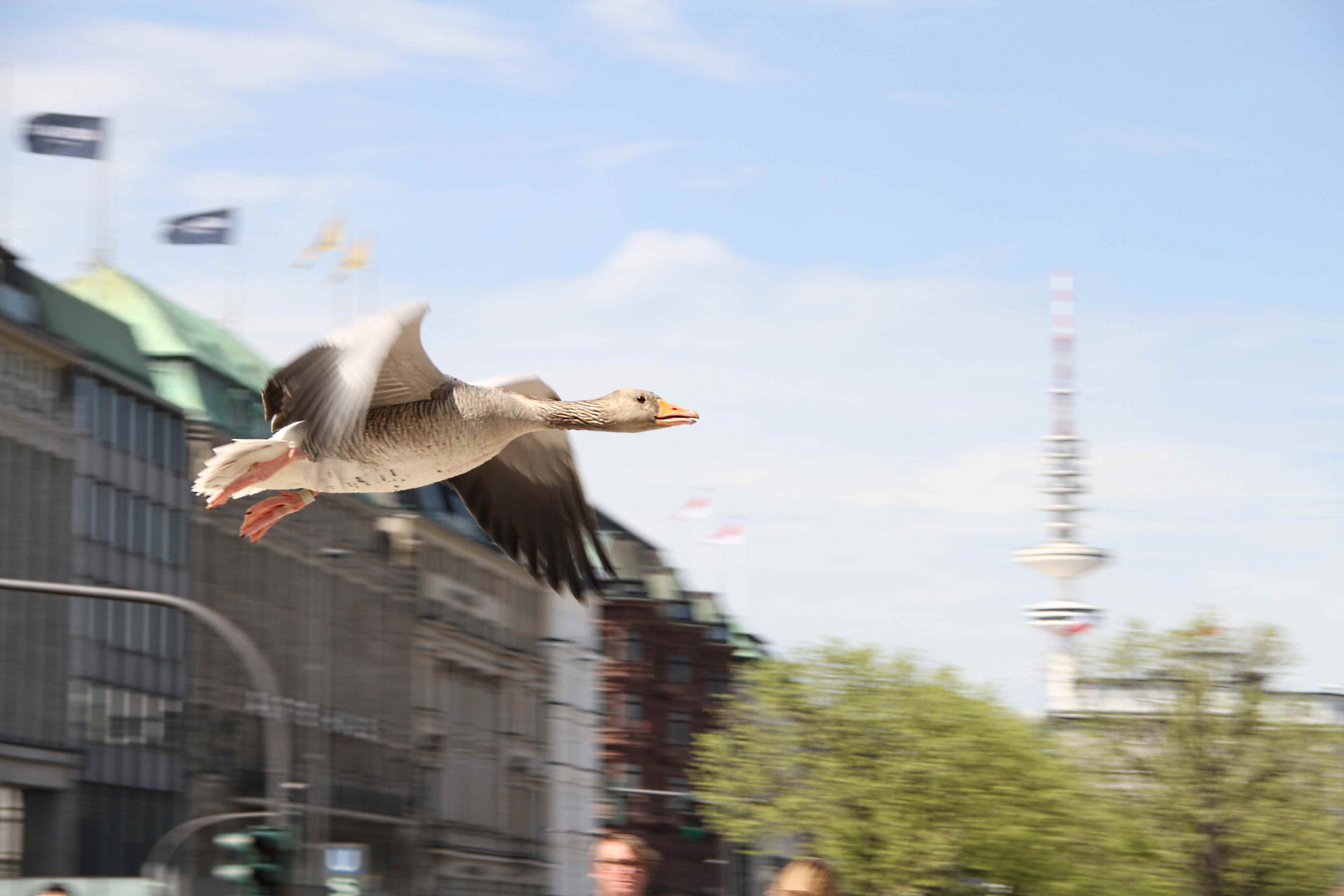 landende Ente an der Innenalster