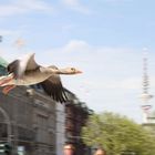 landende Ente an der Innenalster