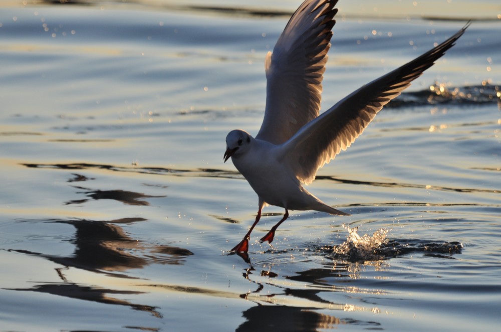 landende Möwe