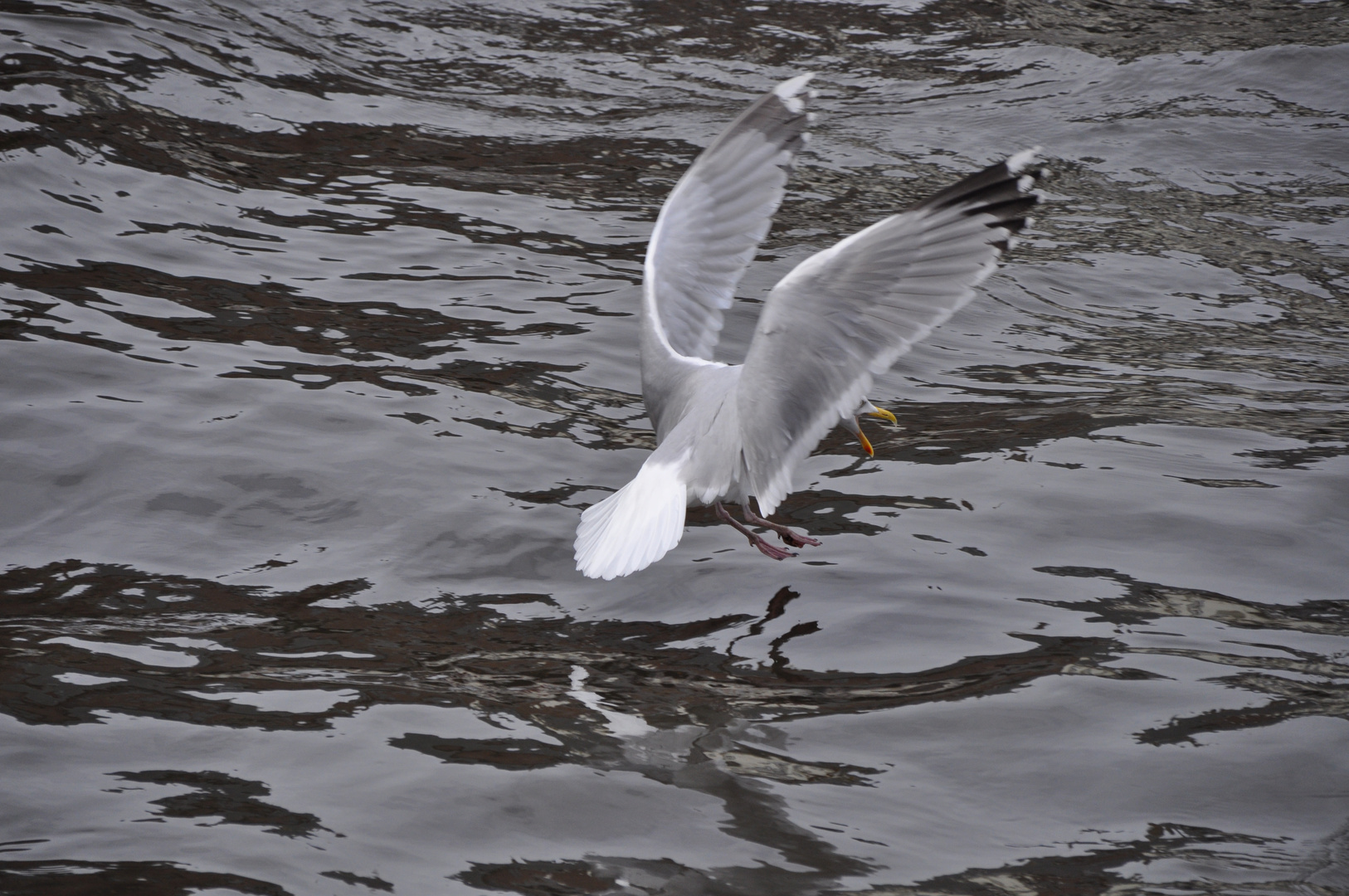 landende Möwe