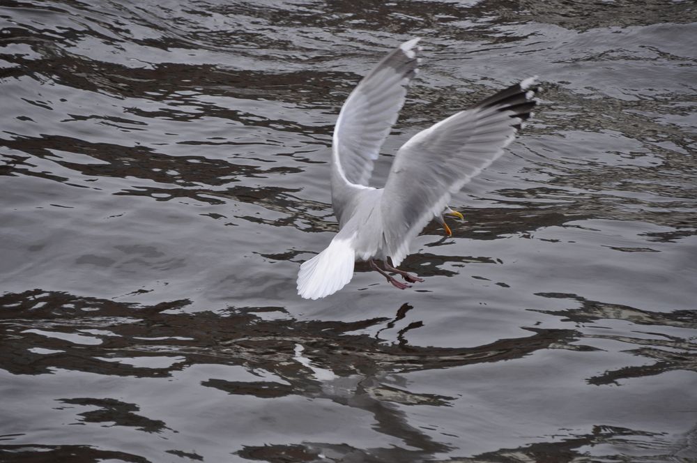 landende Möwe