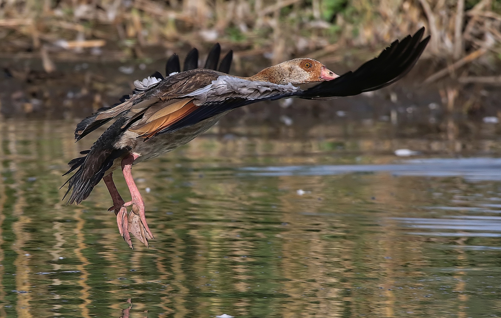 Landende Nilgans