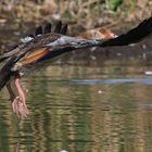 Landende Nilgans