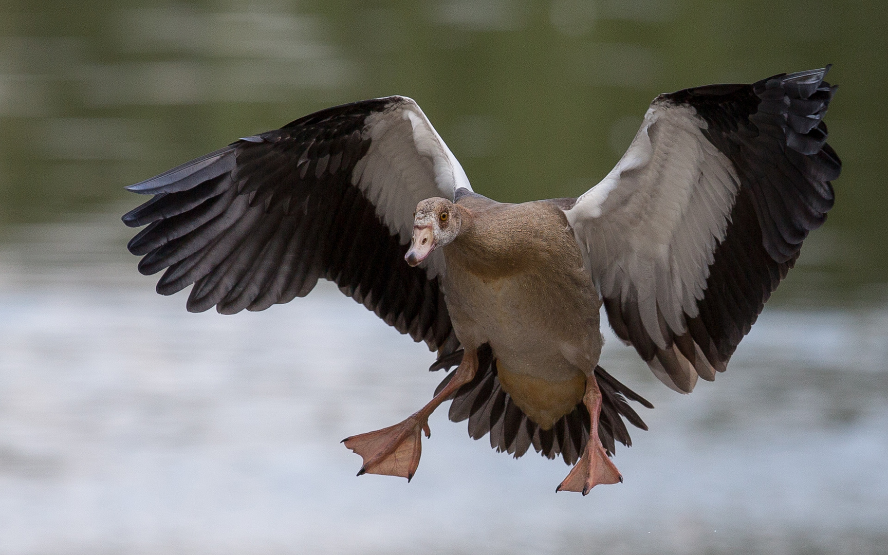 Landende Nilgans