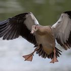 Landende Nilgans