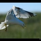 Landende Sturmmöwe • Insel Texel, Nord-Holland, Niederlande (21-21430)