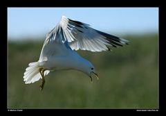 Landende Sturmmöwe • Insel Texel, Nord-Holland, Niederlande (21-21430)