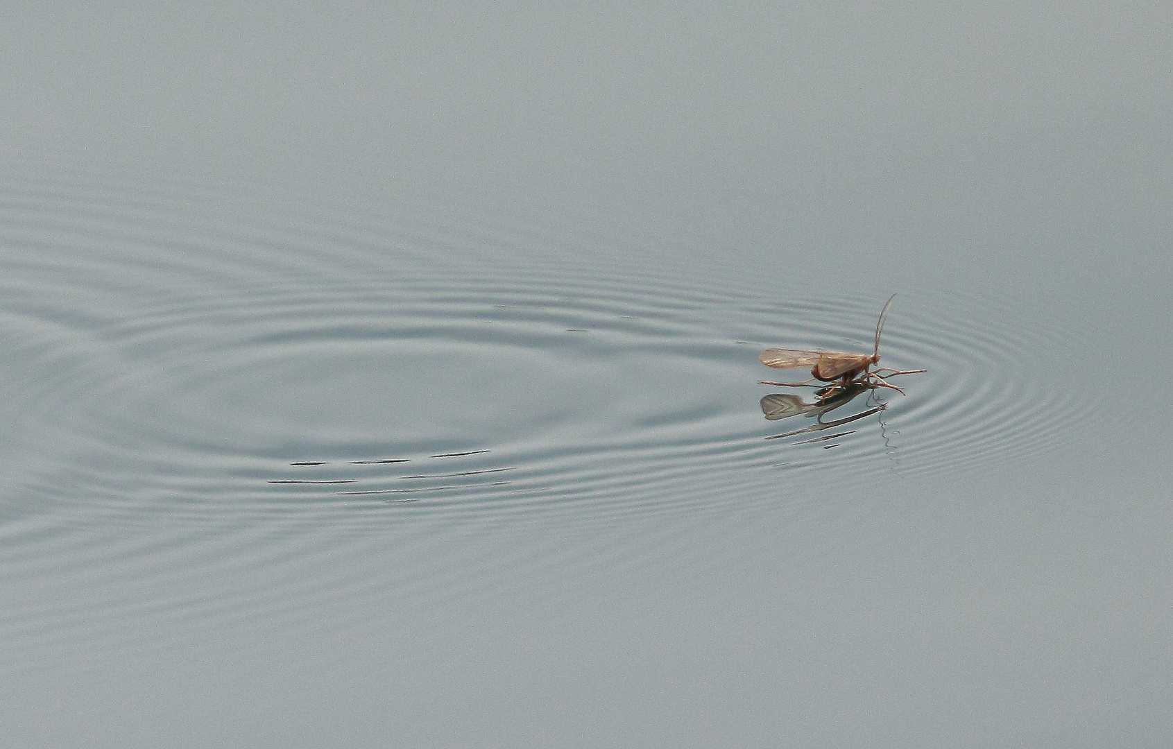 landende Wasserflorfliege