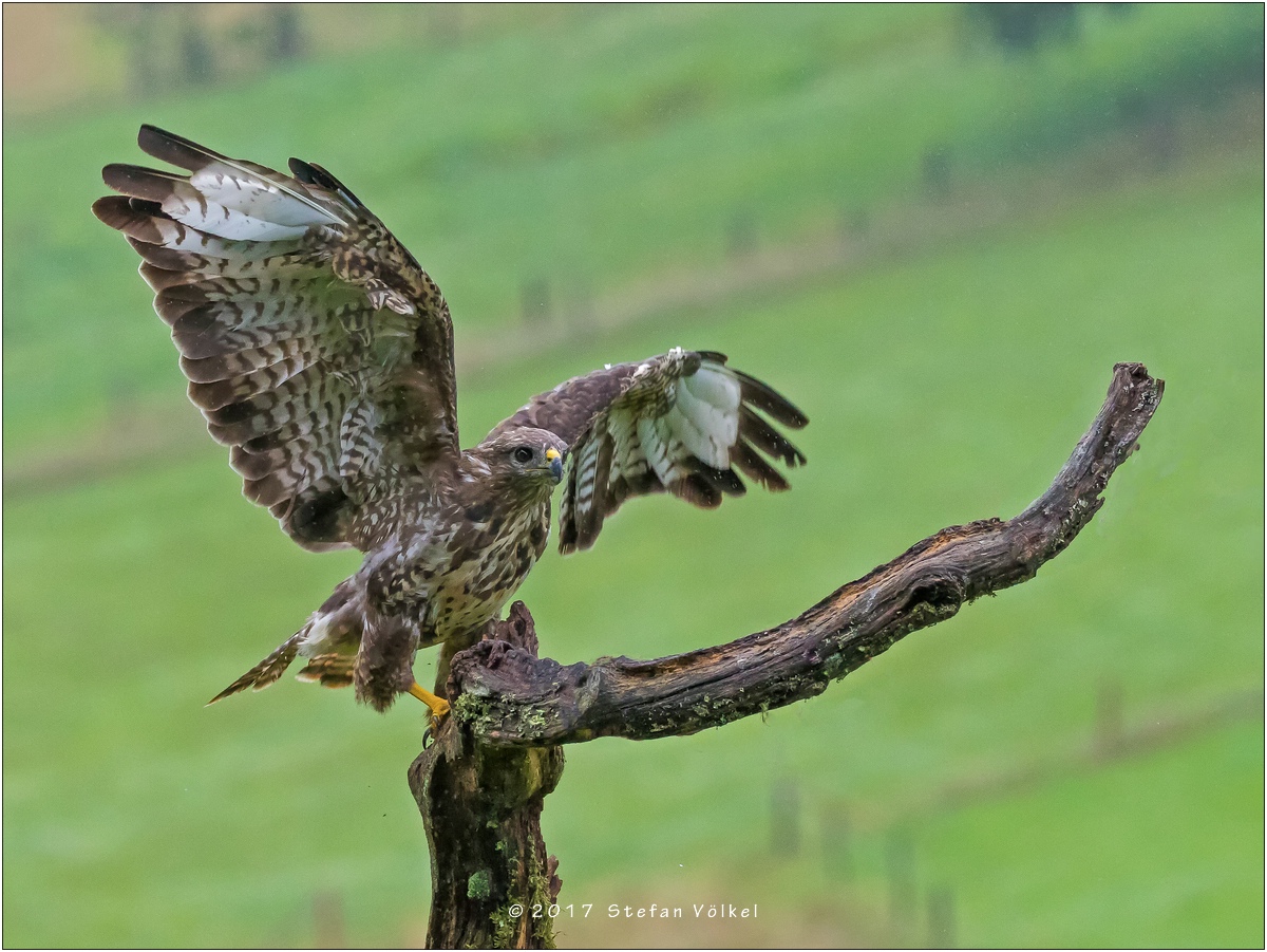 Landender Bussard