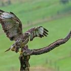 Landender Bussard