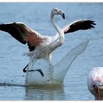 Landender Flamingo