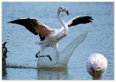 Landender Flamingo