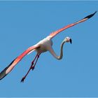 Landender Flamingo