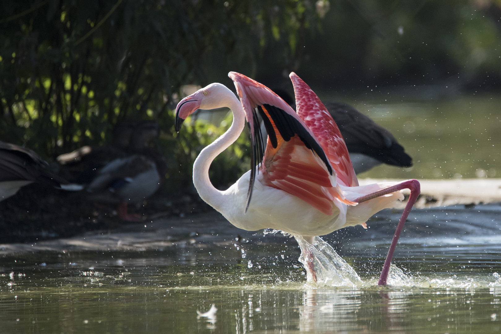 Landender Flamingo