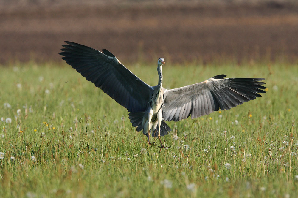 Landender Graureiher