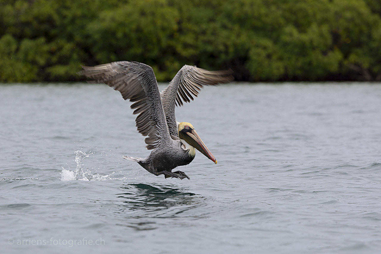 landender Peli