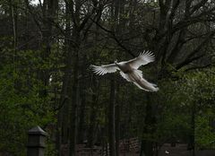 landender pfau