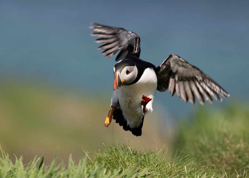 Landender Puffin