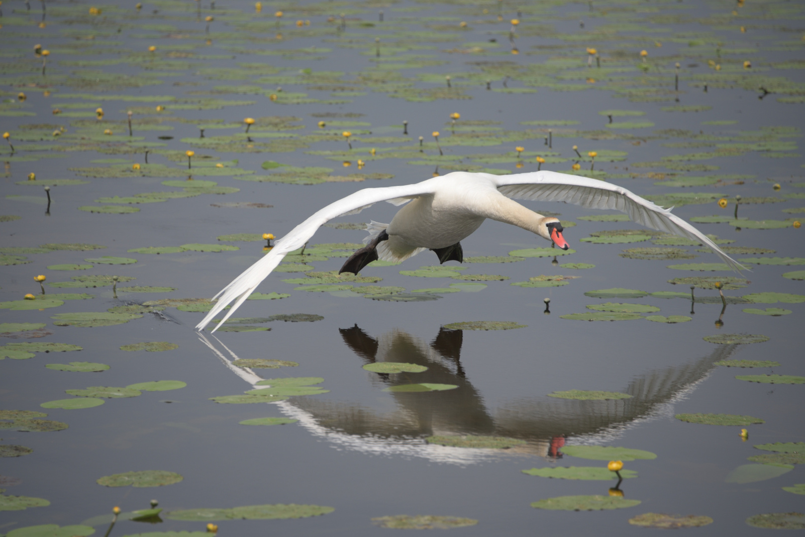 Landender Schwan