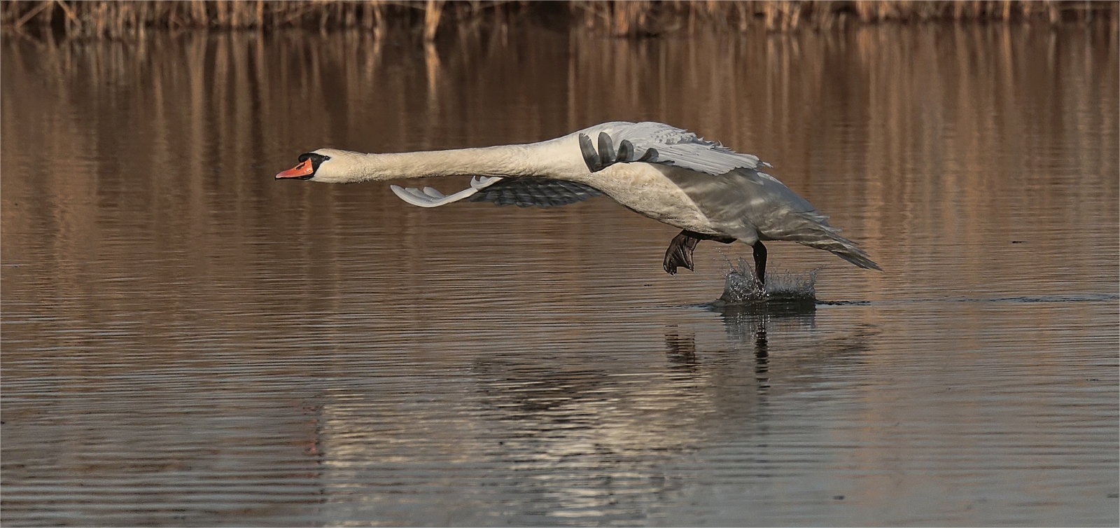 Landender Schwan 