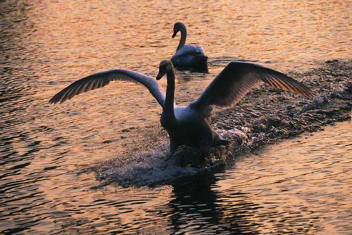 Landender Schwan by Karl-Heinz Nill