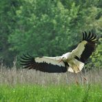 ~~~ Landender Storch ~~~