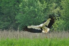 ~~~ Landender Storch ~~~