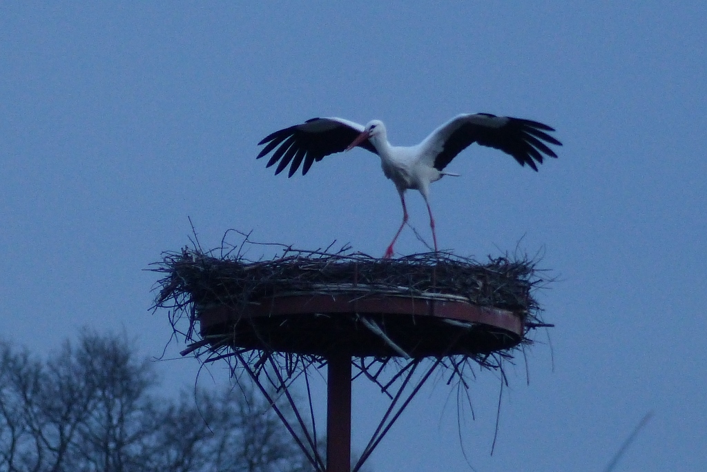 Landender Storch am Horst in den Ahsewiesen.