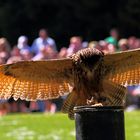 Landender Uhu und keine Eule! Oder?