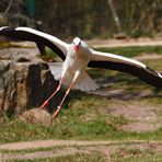 Landender Weißstorch