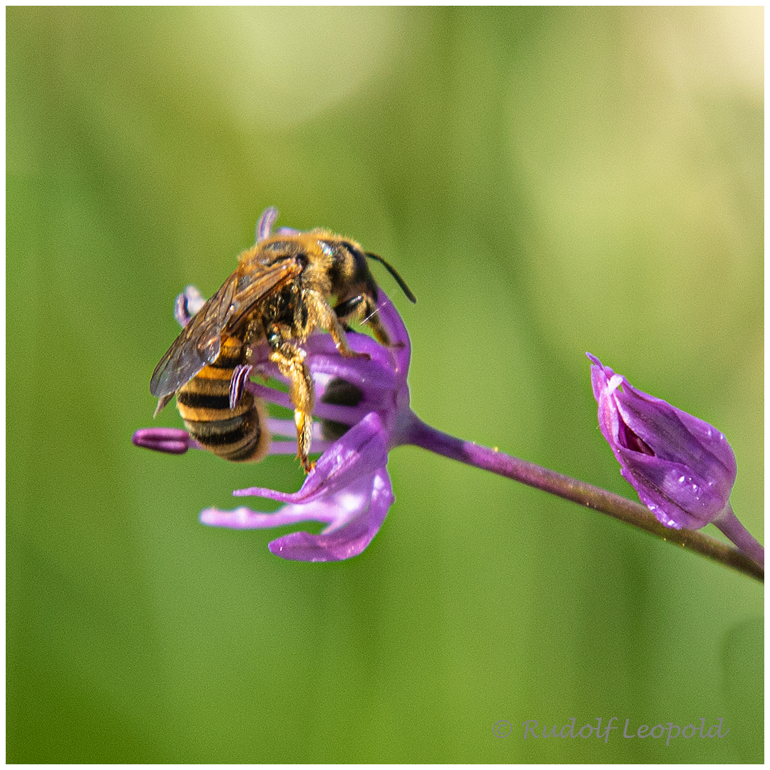 Landeplatz auf kleiner Blüte für eine Biene