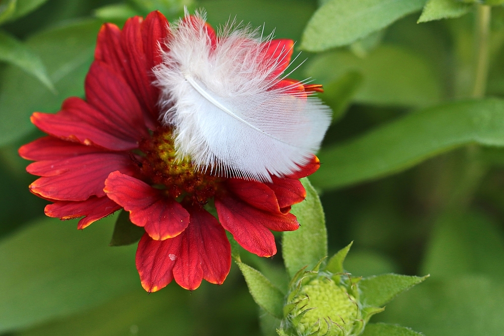 Landeplatz Blüte