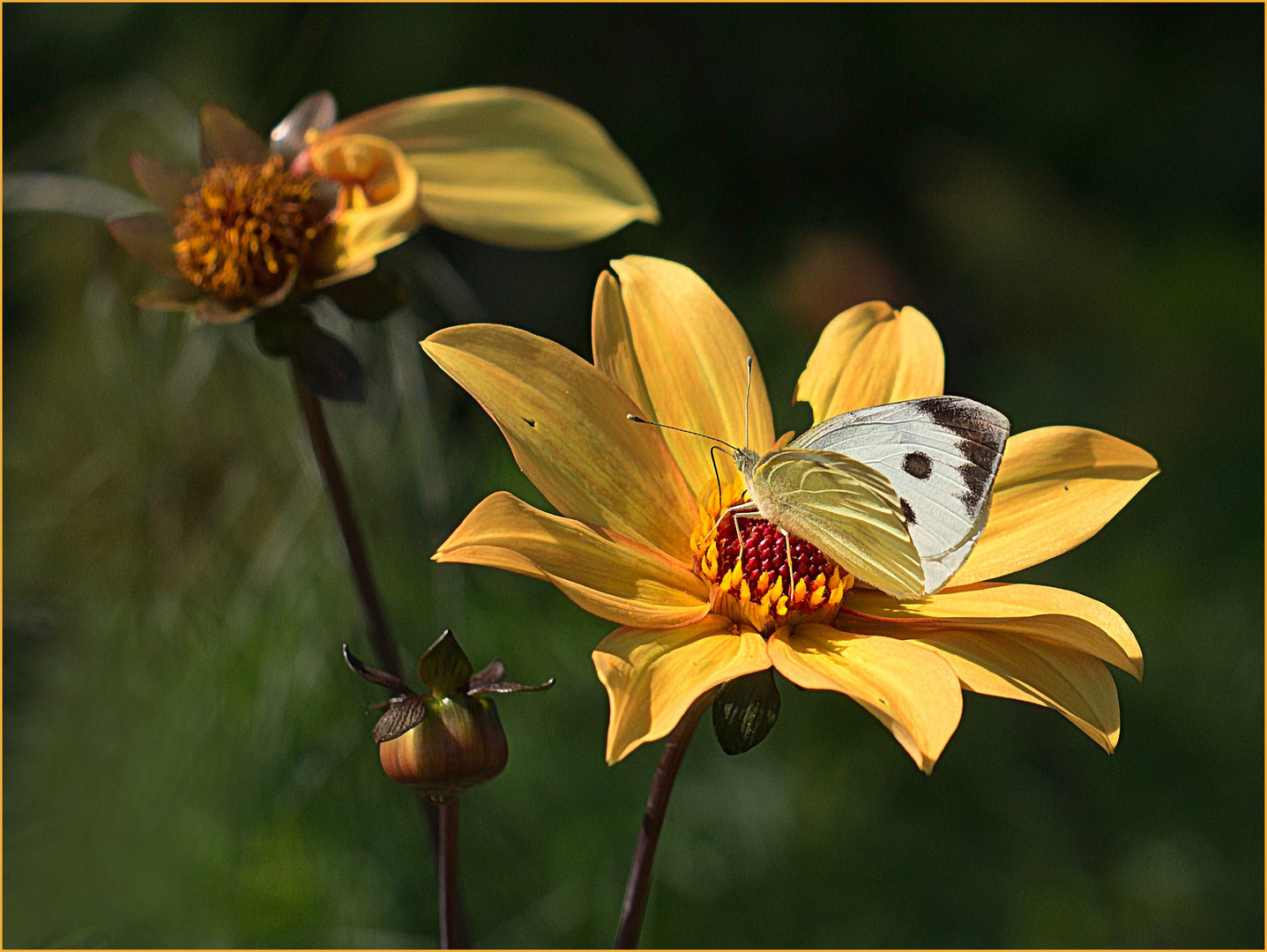 Landeplatz Dahlienblüte