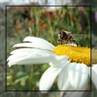 Landeplatz für Bienen