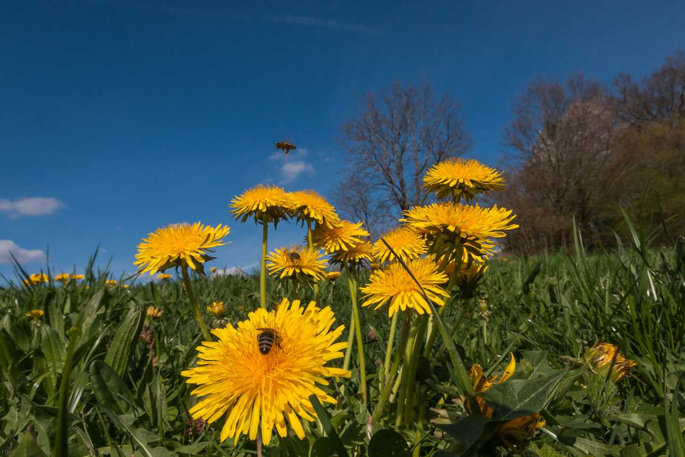 Landeplatz für Bienen