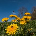 Landeplatz für Bienen