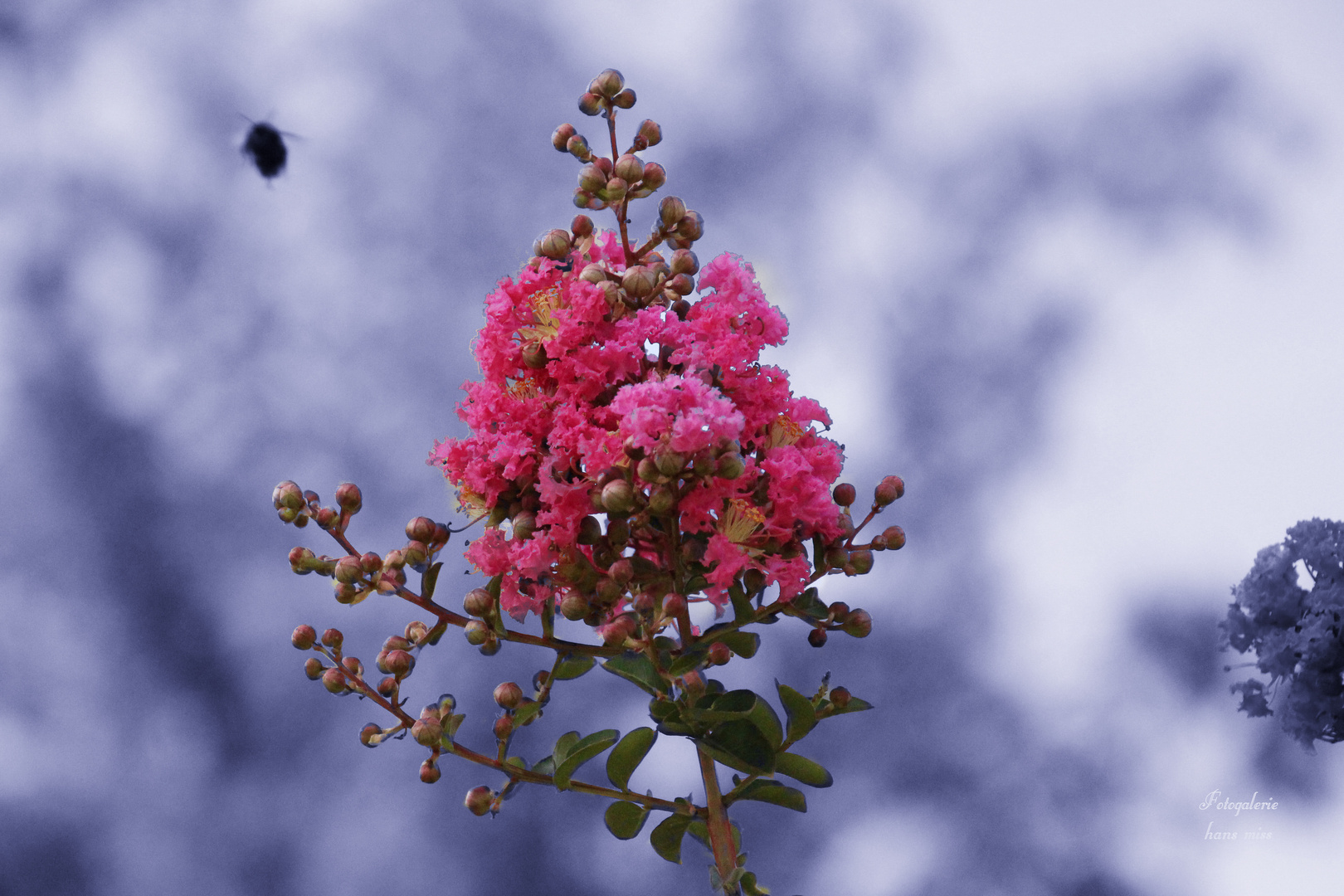 Landeplatz für Bienen und Schmetterlinge