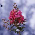 Landeplatz für Bienen und Schmetterlinge