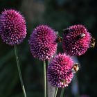 Landeplatz für Hummel