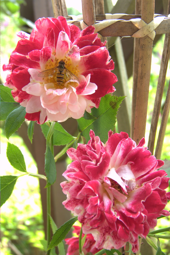 Landeplatz für kleine Insekten