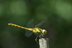 Landeplatz für Libellen