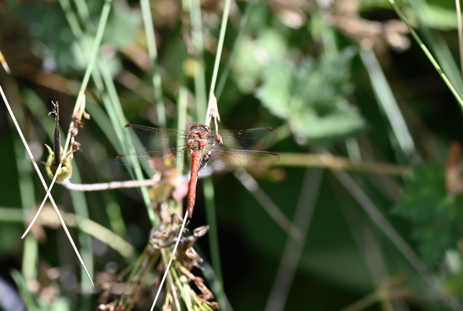 Landeplatz gefunden - Rote Libelle