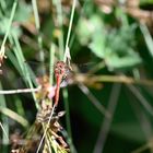 Landeplatz gefunden - Rote Libelle