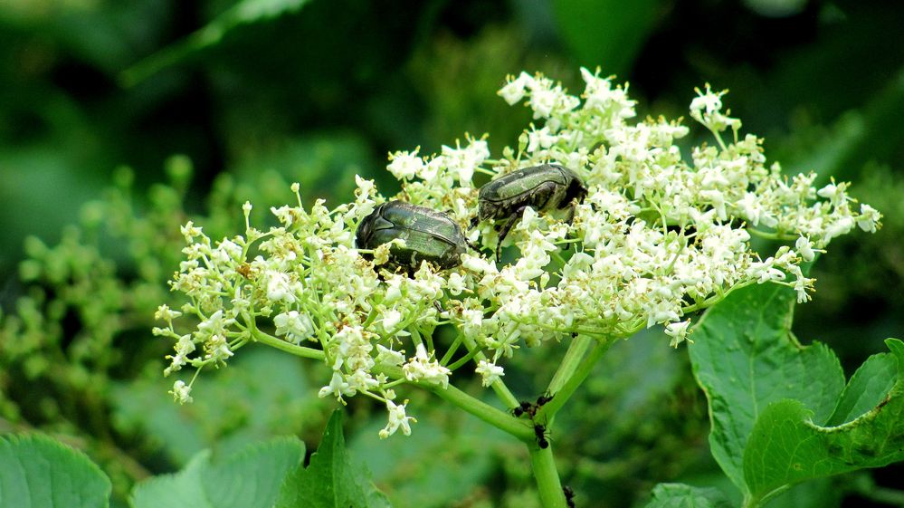 Landeplatz Holunderblüte