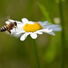 Landeplatz: Margerite