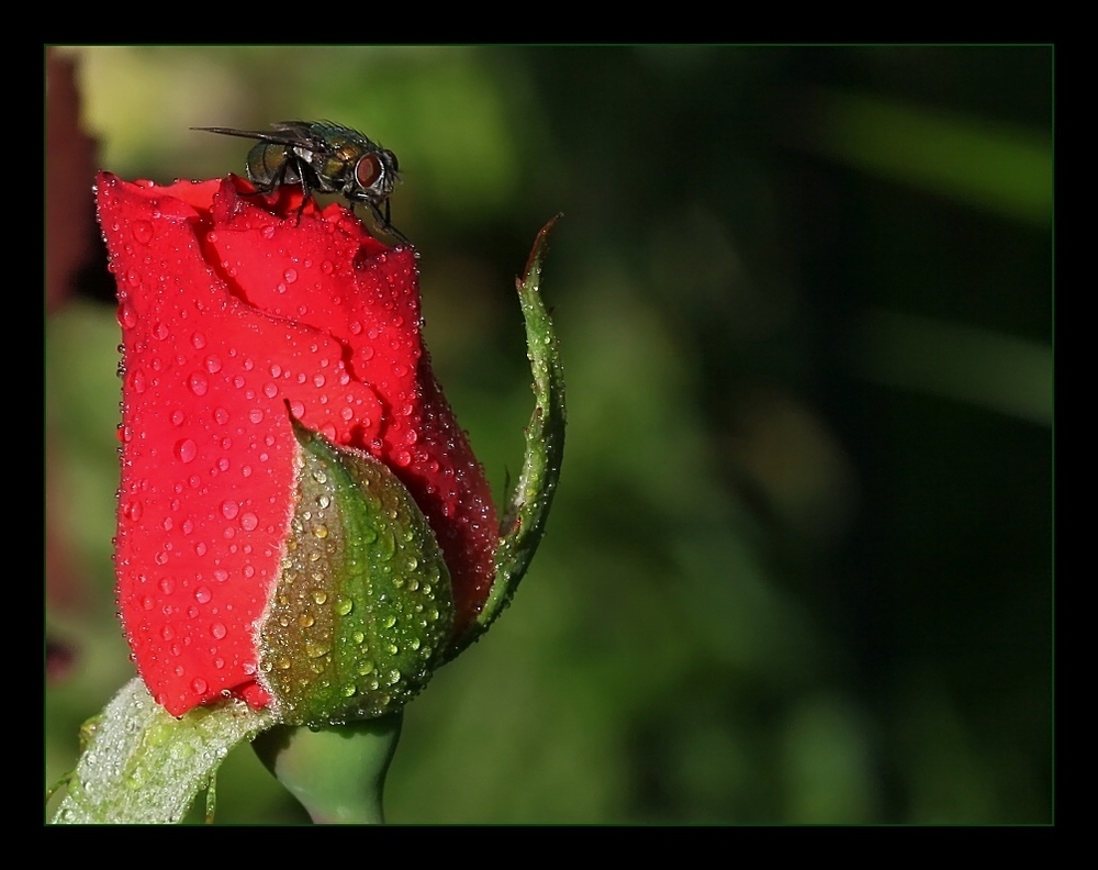 ... Landeplatz - rot - nass ...