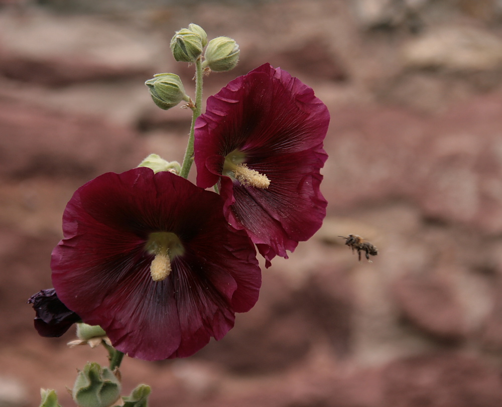 Landeplatz Stockrose