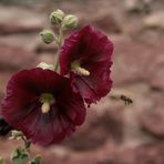 Landeplatz Stockrose