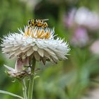 Landeplatz Strohblume